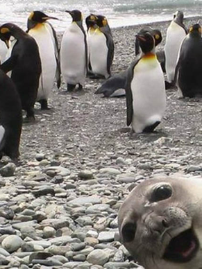 Photobombing seal